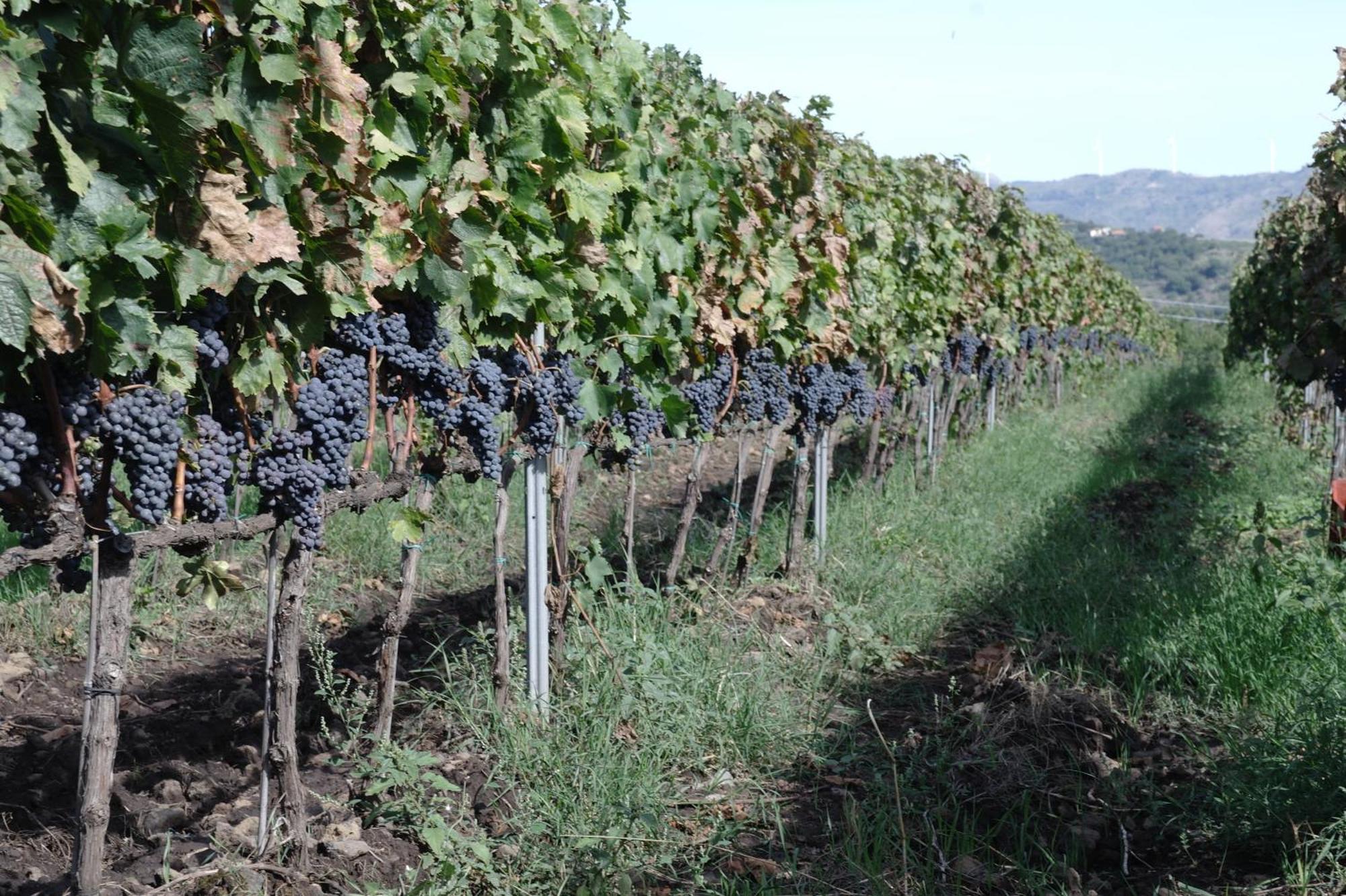Feudo Vagliasindi -Wine Experience- Vendégház Randazzo Kültér fotó