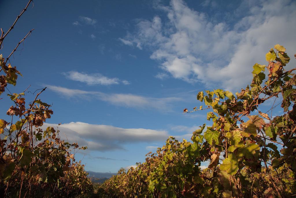 Feudo Vagliasindi -Wine Experience- Vendégház Randazzo Kültér fotó