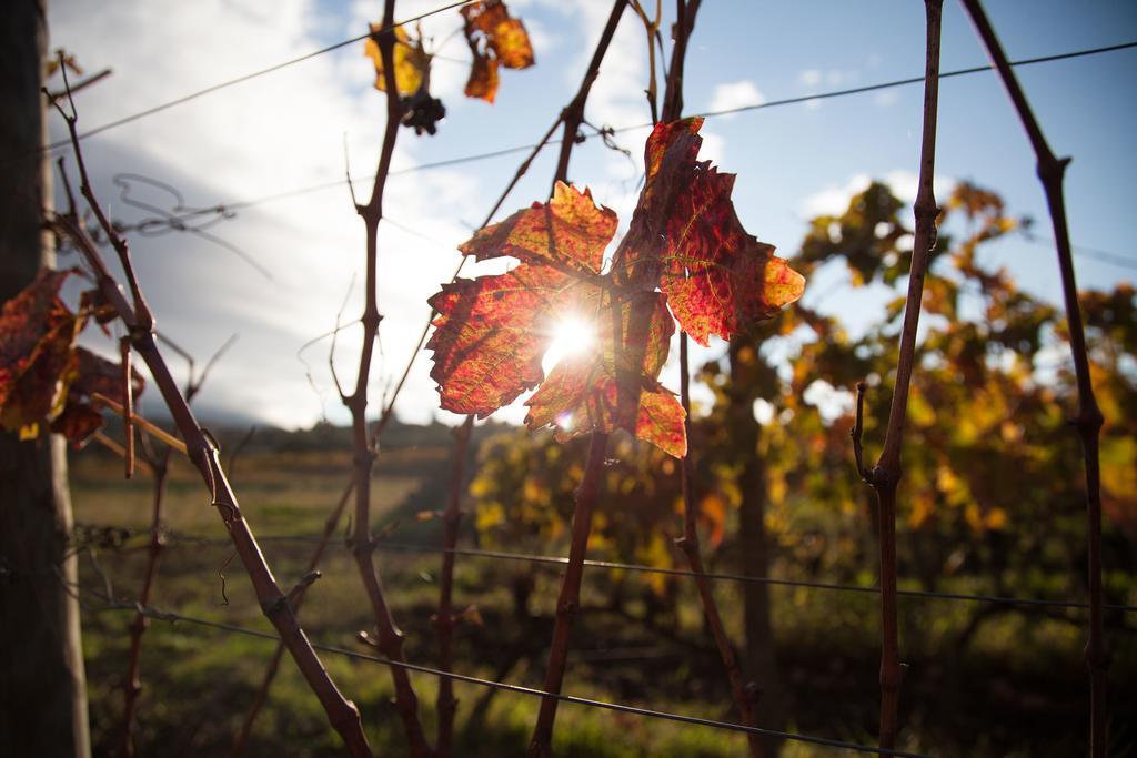 Feudo Vagliasindi -Wine Experience- Vendégház Randazzo Kültér fotó