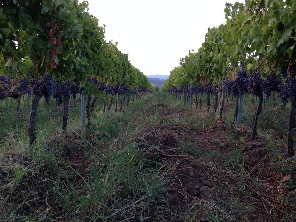Feudo Vagliasindi -Wine Experience- Vendégház Randazzo Kültér fotó