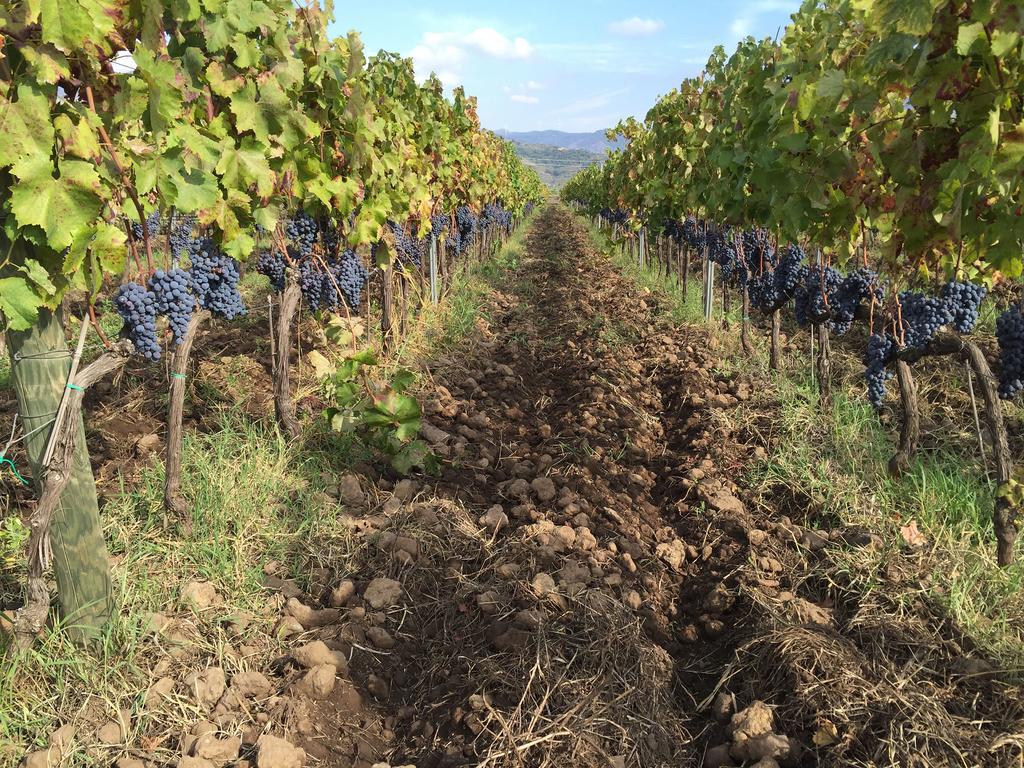 Feudo Vagliasindi -Wine Experience- Vendégház Randazzo Kültér fotó